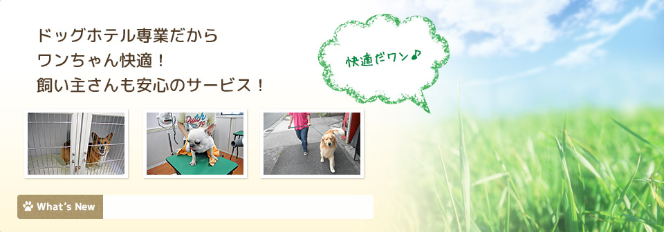 名古屋で唯一のドッグホテル専業！ドッグホテル専業だからワンちゃん快適！飼い主さんも安心のサービス！